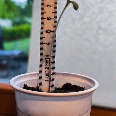 Special Queen growlog timeline photo