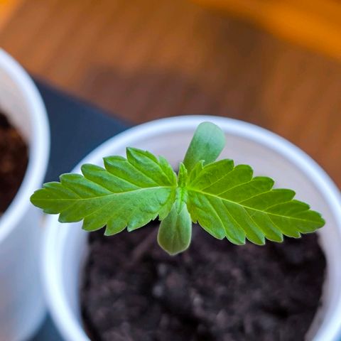 Special Queen growlog timeline photo