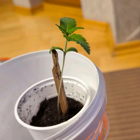 Special Queen growlog timeline photo