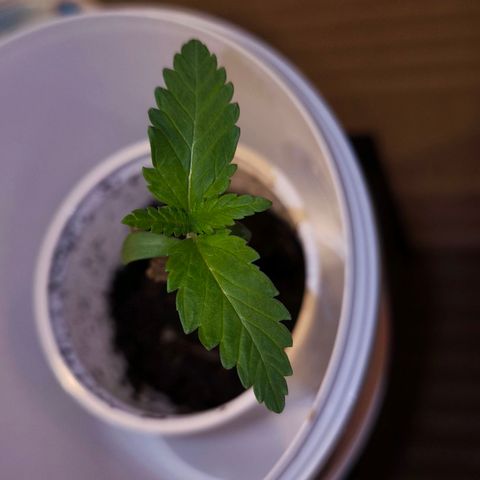 Special Queen growlog timeline photo