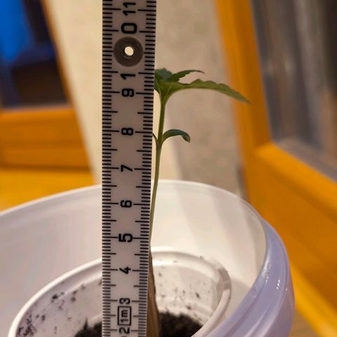 Special Queen growlog timeline photo