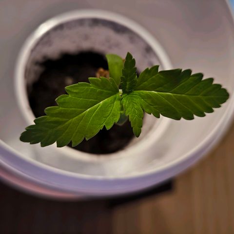 Special Queen growlog timeline photo