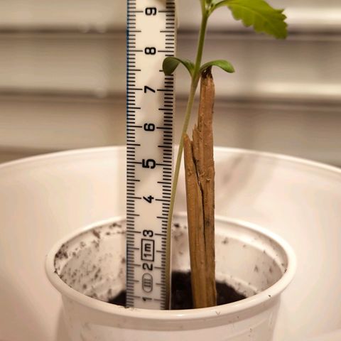 Special Queen growlog timeline photo