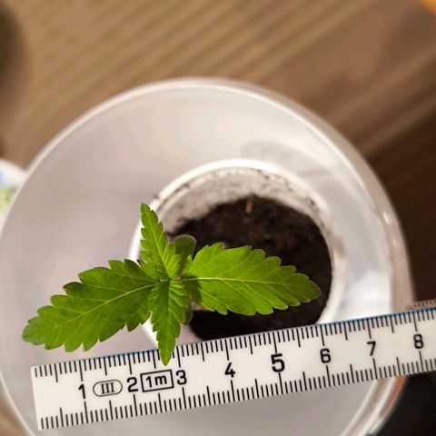 Special Queen growlog timeline photo