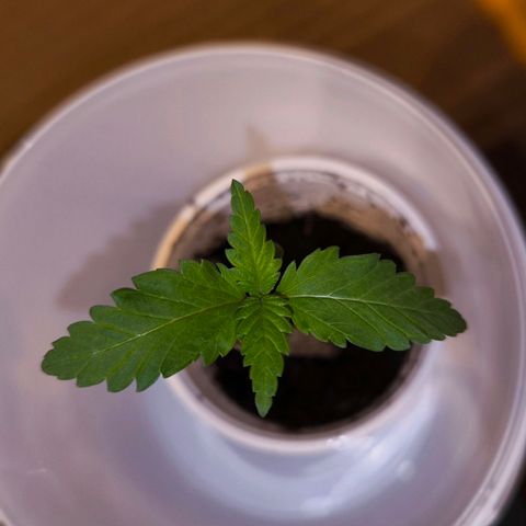 Special Queen growlog timeline photo