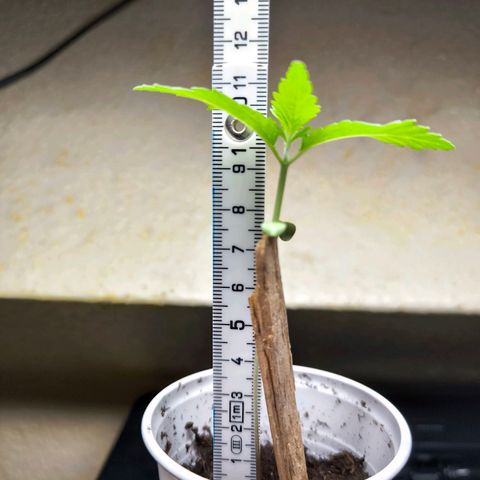 Special Queen growlog timeline photo