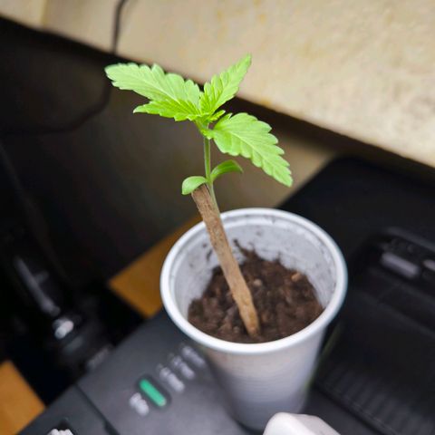 Special Queen growlog timeline photo