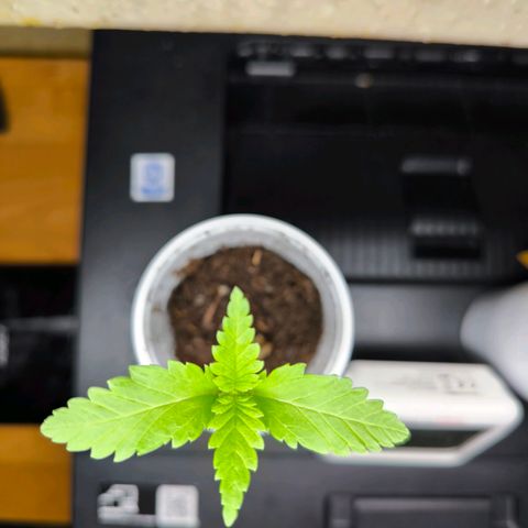 Special Queen growlog timeline photo