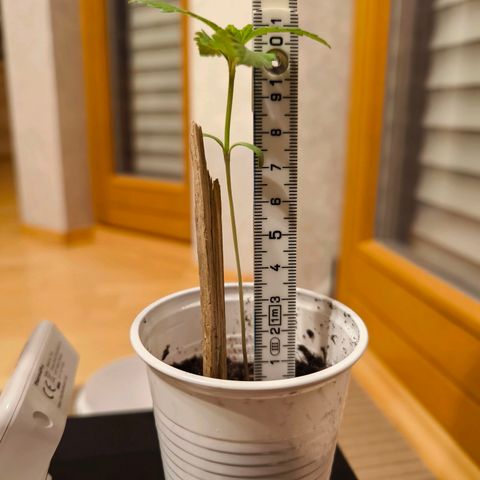 Special Queen growlog timeline photo