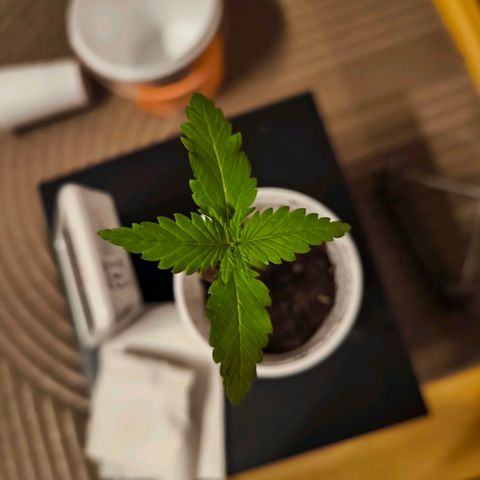 Special Queen growlog timeline photo