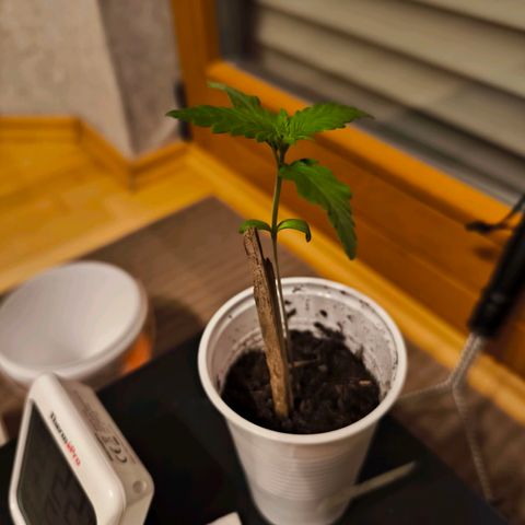 Special Queen growlog timeline photo