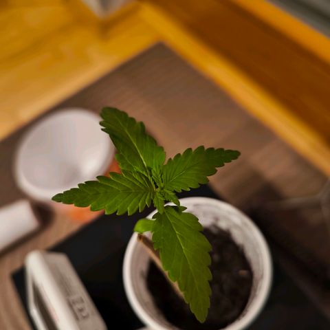 Special Queen growlog timeline photo