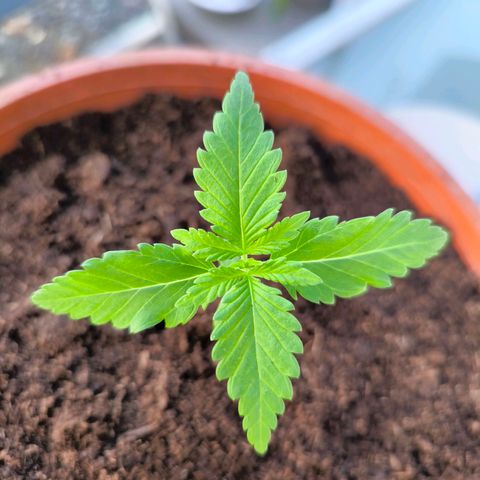 Special Queen growlog timeline photo