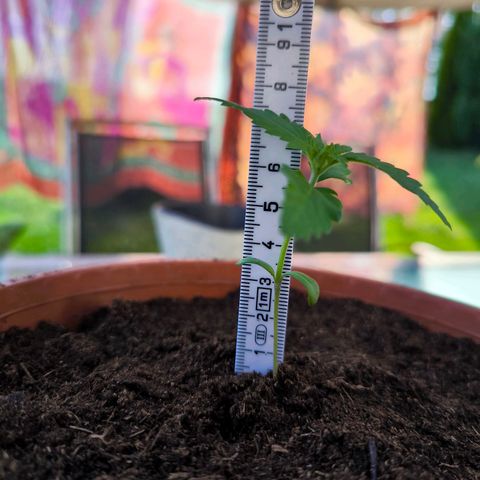Special Queen growlog timeline photo