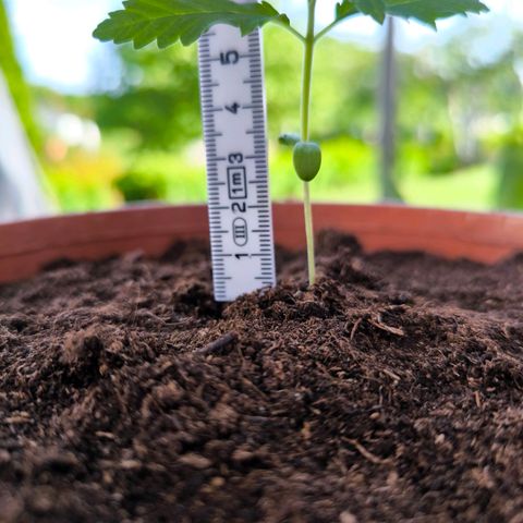 Special Queen growlog timeline photo