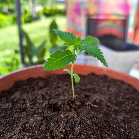 Special Queen growlog timeline photo