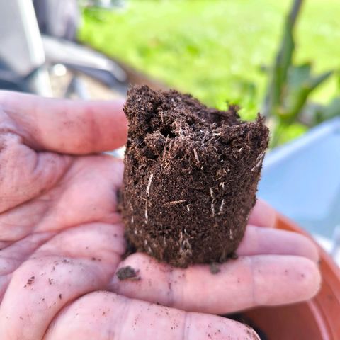 Special Queen growlog timeline photo