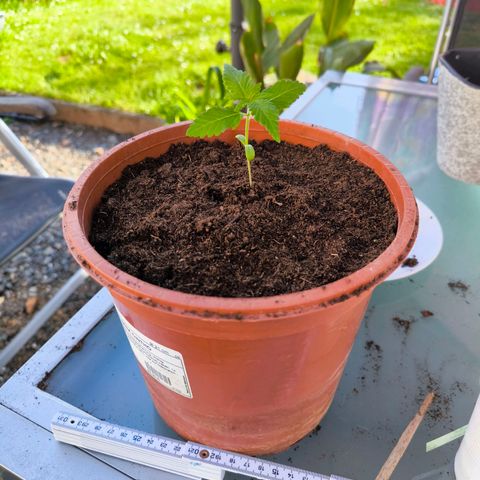 Special Queen growlog timeline photo