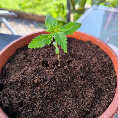 Special Queen growlog timeline photo