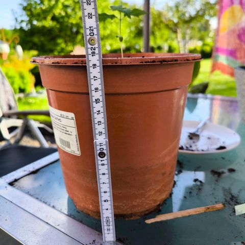 Special Queen growlog timeline photo