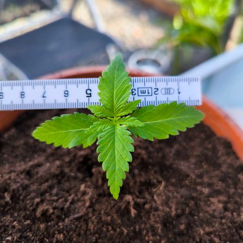 Special Queen growlog timeline photo