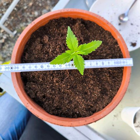 Special Queen growlog timeline photo