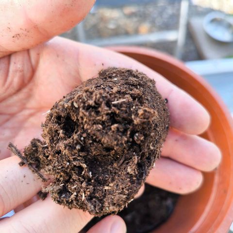 Special Queen growlog timeline photo