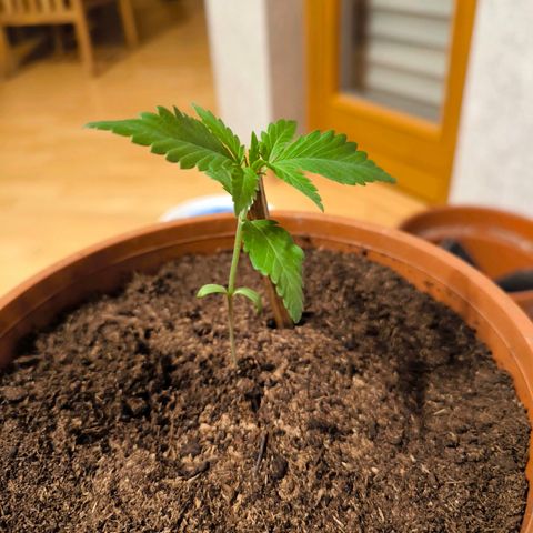 Special Queen growlog timeline photo