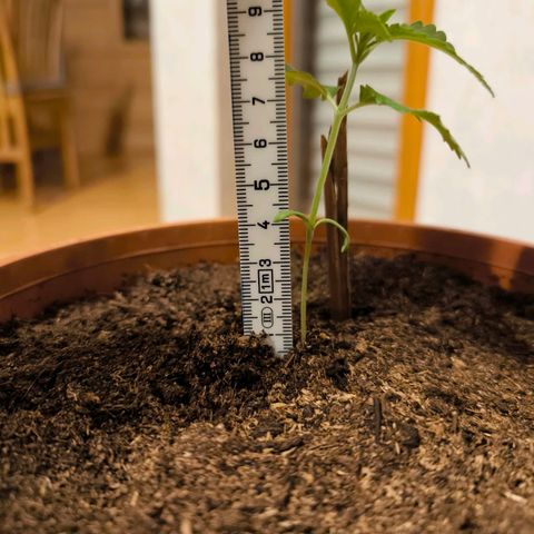 Special Queen growlog timeline photo