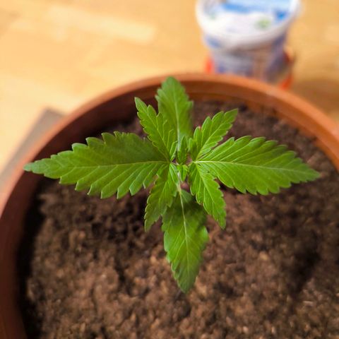 Special Queen growlog timeline photo