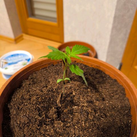 Special Queen growlog timeline photo
