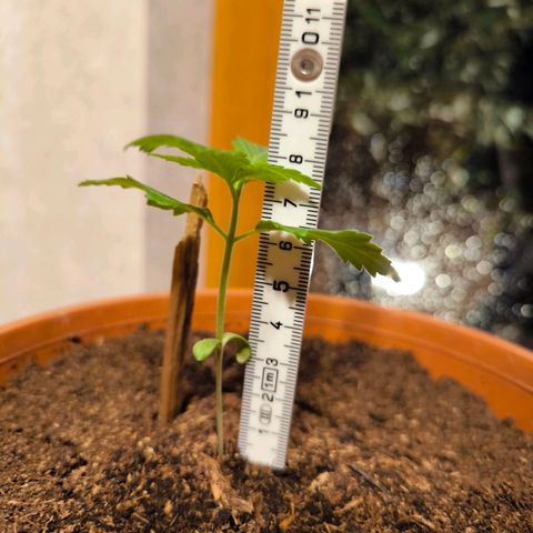 Special Queen growlog timeline photo