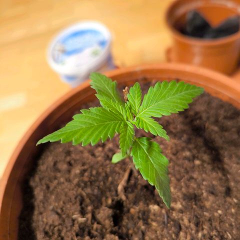 Special Queen growlog timeline photo