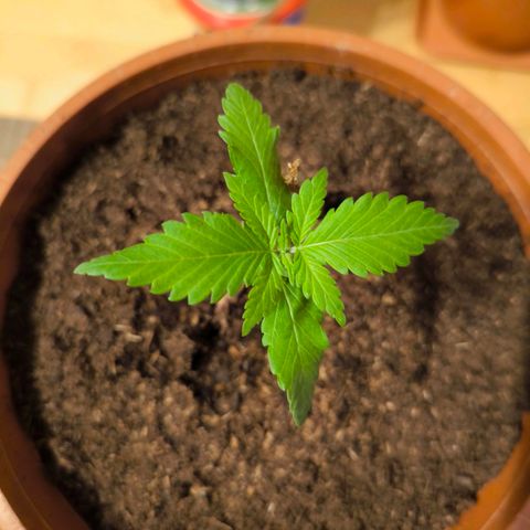 Special Queen growlog timeline photo