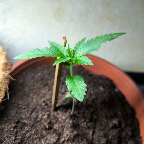 Special Queen growlog timeline photo