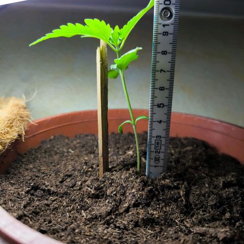Special Queen growlog timeline photo