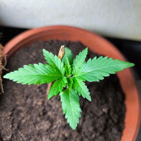 Special Queen growlog timeline photo