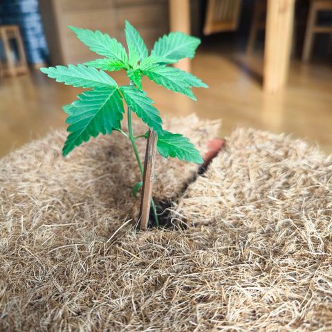 Special Queen growlog timeline photo