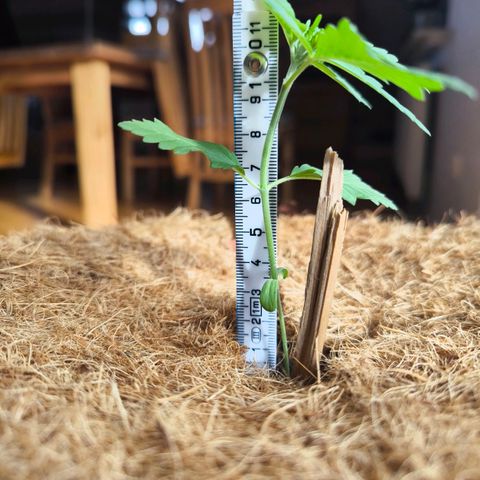 Special Queen growlog timeline photo