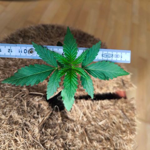 Special Queen growlog timeline photo