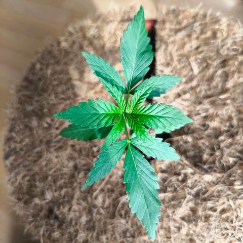 Special Queen growlog timeline photo