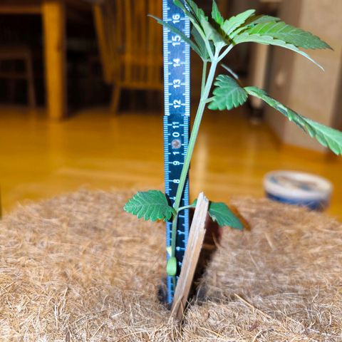 Special Queen growlog timeline photo
