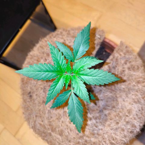 Special Queen growlog timeline photo
