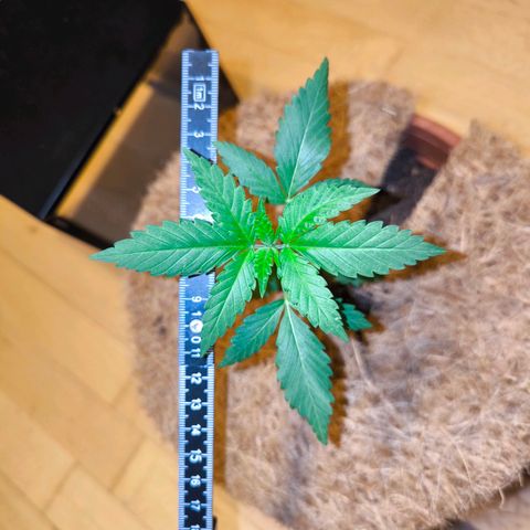 Special Queen growlog timeline photo