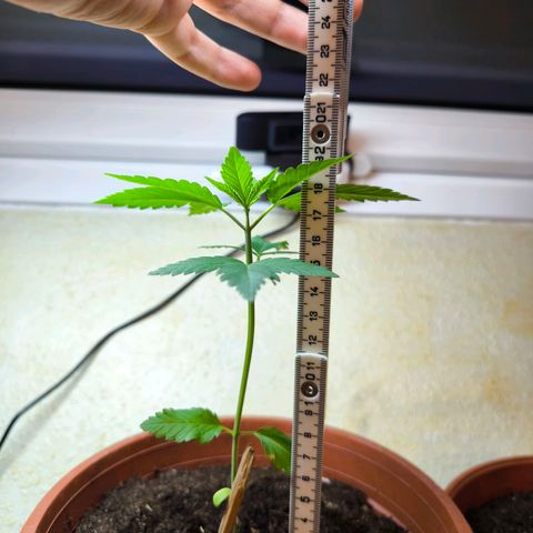 Special Queen growlog timeline photo