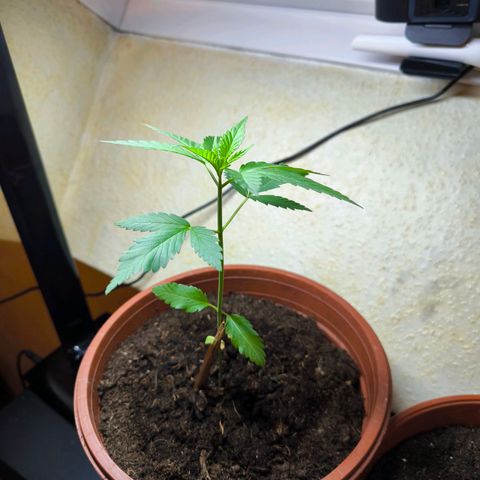 Special Queen growlog timeline photo
