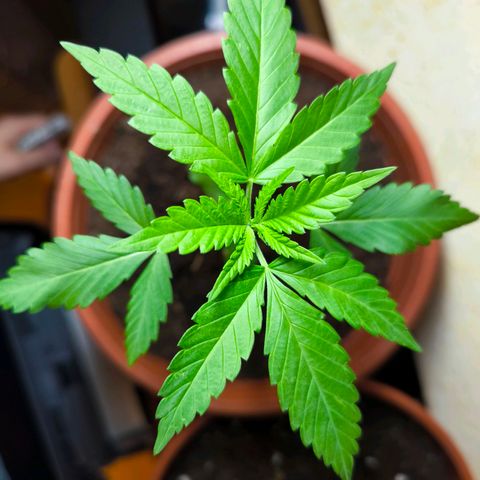 Special Queen growlog timeline photo