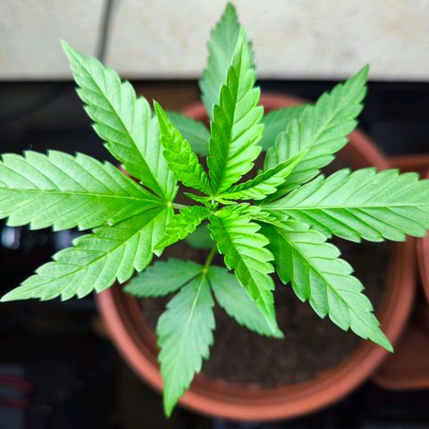 Special Queen growlog timeline photo