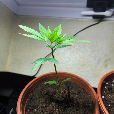 Special Queen growlog timeline photo