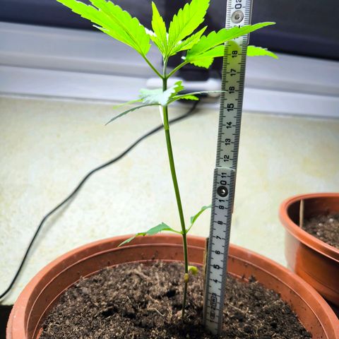 Special Queen growlog timeline photo